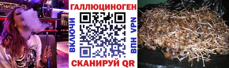цены наркотик  Починок  Галлюциногенные грибы Cubensis 